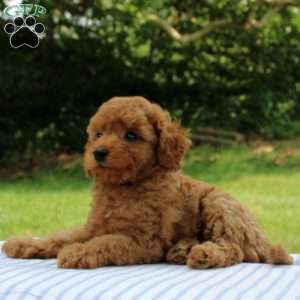 India, Mini Goldendoodle Puppy